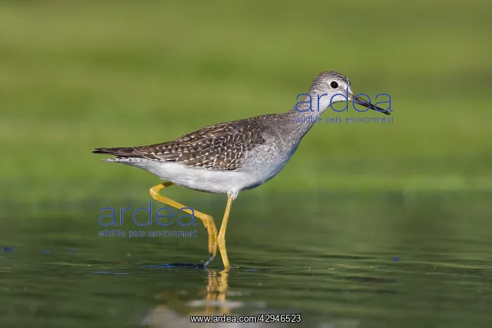 : Lesser Yellowlegs : Lesser Yellowlegs