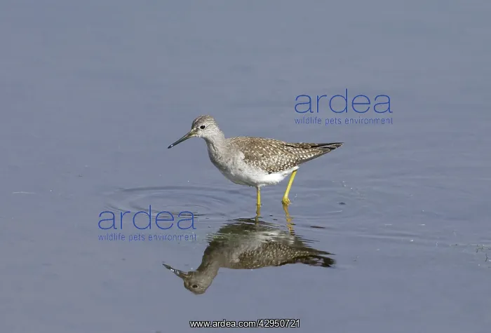 : Lesser Yellowlegs : Lesser Yellowlegs