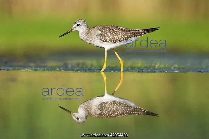 : Lesser Yellowlegs : Lesser Yellowlegs