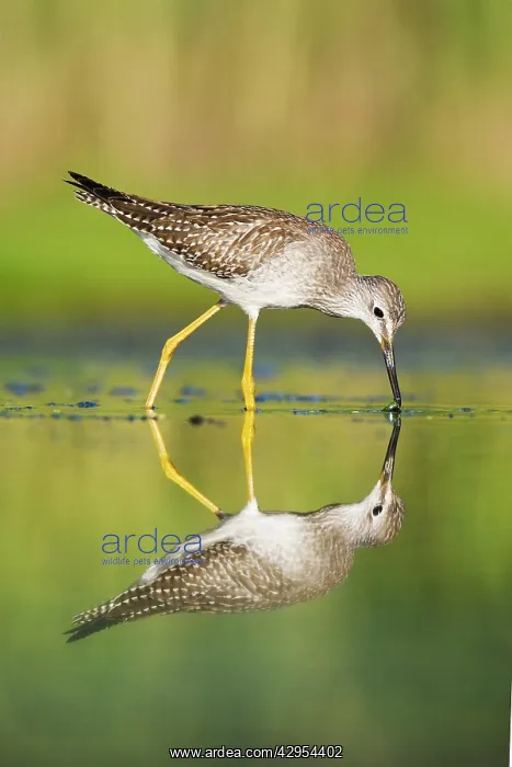 : Lesser Yellowlegs : Lesser Yellowlegs