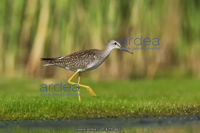 : Lesser Yellowlegs : Lesser Yellowlegs