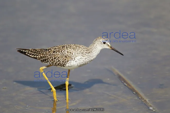 : Lesser Yellowlegs : Lesser Yellowlegs