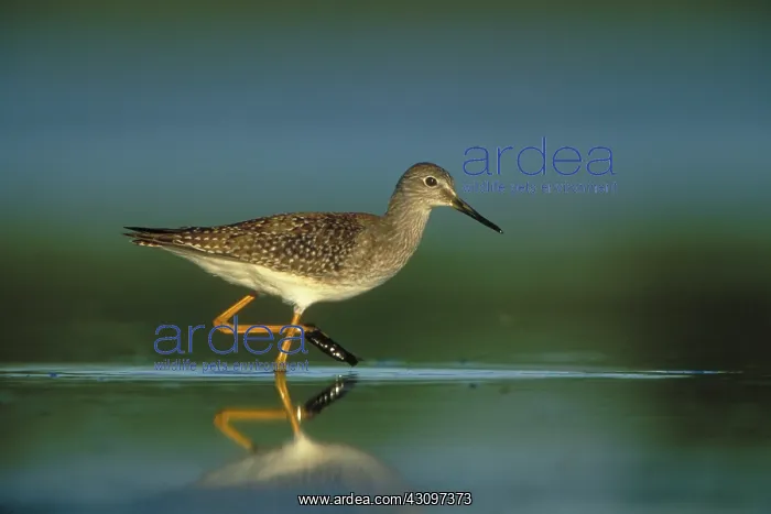  : Lesser Yellowlegs