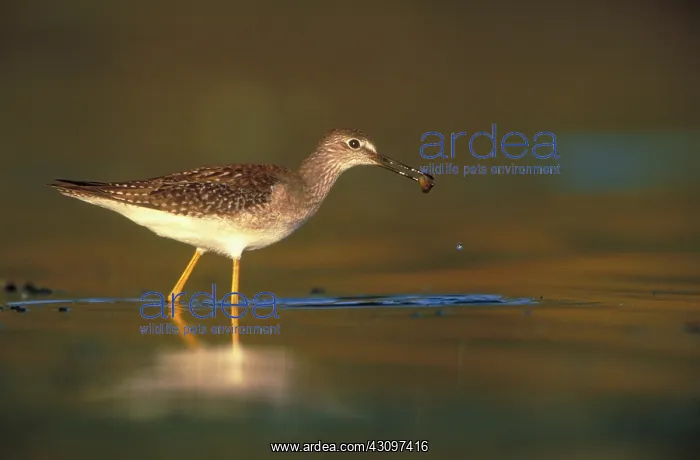 : Lesser Yellowlegs : Lesser Yellowlegs