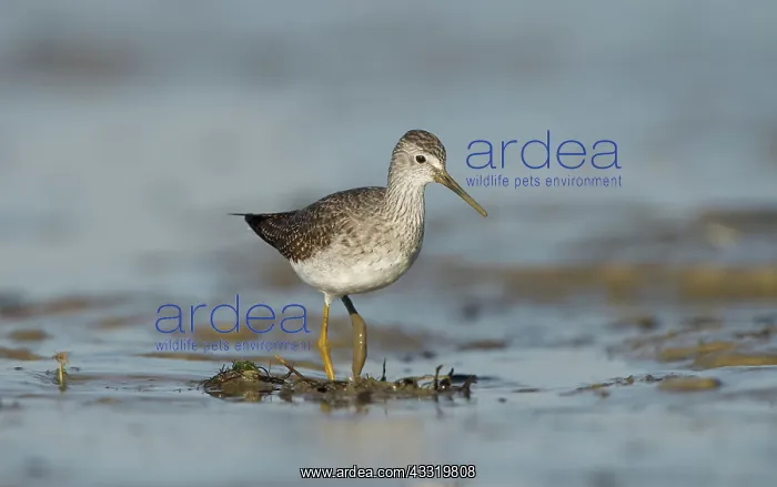 : Lesser Yellowlegs : Lesser Yellowlegs