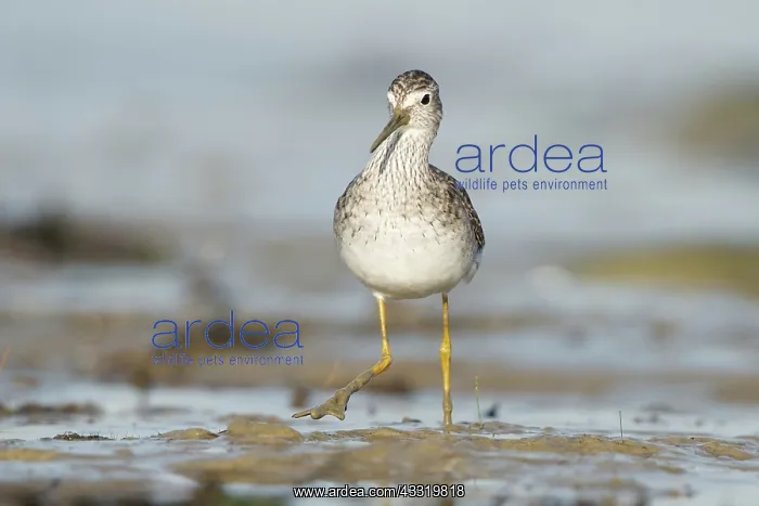 : Lesser Yellowlegs : Lesser Yellowlegs