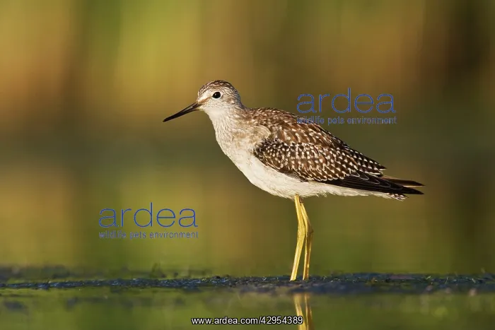 : Lesser Yellowlegs - in August at Jamaica Bay NWR : Lesser Yellowlegs - in August at Jamaica Bay NWR