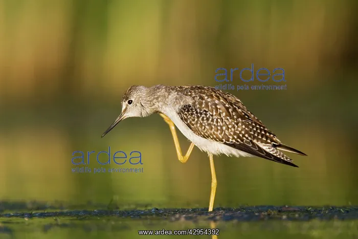 : Lesser Yellowlegs - in August at Jamaica Bay NWR : Lesser Yellowlegs - in August at Jamaica Bay NWR