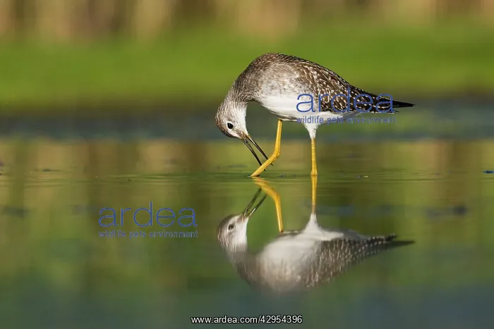 : Lesser Yellowlegs - in August at Jamaica Bay NWR : Lesser Yellowlegs - in August at Jamaica Bay NWR