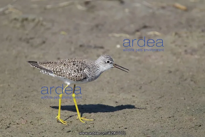 : Lesser Yellowlegs - calling : Lesser Yellowlegs - calling