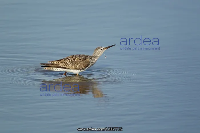 : Lesser Yellowlegs - drinking : Lesser Yellowlegs - drinking