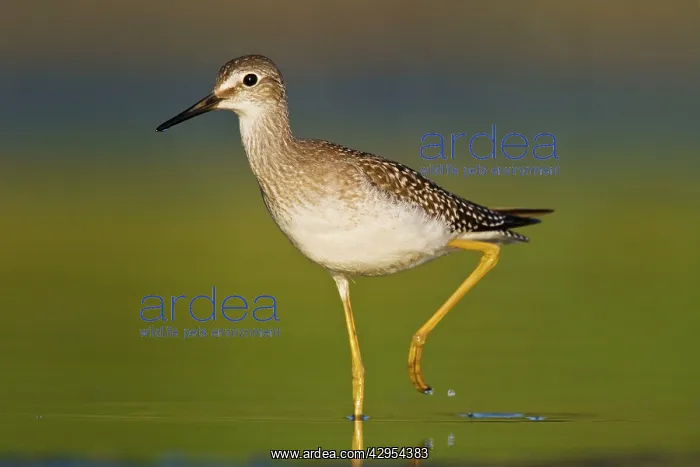 : Lesser Yellowlegs - at Jamaica Bay Refuge in Queens NY : Lesser Yellowlegs - at Jamaica Bay Refuge in Queens NY