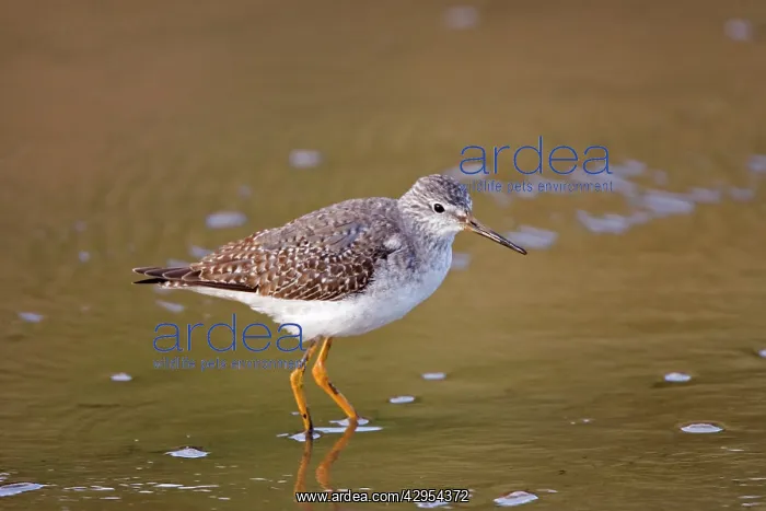 : Lesser Yellowlegs - Standing in shallow water : Lesser Yellowlegs - Standing in shallow water