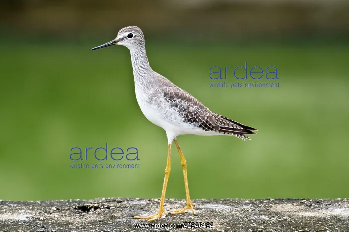 : Lesser Yellowlegs - on stone surface - water treatment : Lesser Yellowlegs - on stone surface - water treatment