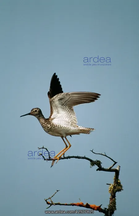 : Lesser YELLOWLEGS -stretching wings : Lesser YELLOWLEGS -stretching wings