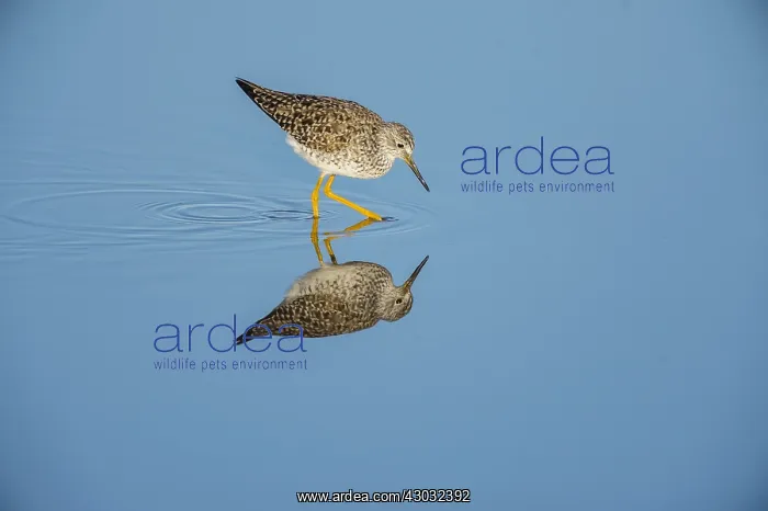 : Lesser yellowlegs (Tringa flavipes). Breeding plumage : Lesser yellowlegs (Tringa flavipes). Breeding plumage
