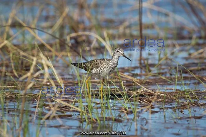 : Lesser Yellowlegs (Tringa flavipes) : Lesser Yellowlegs (Tringa flavipes)