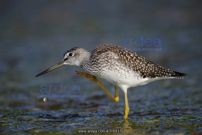  : Lesser Yellowlegs ( Tringa flavipes ) in water