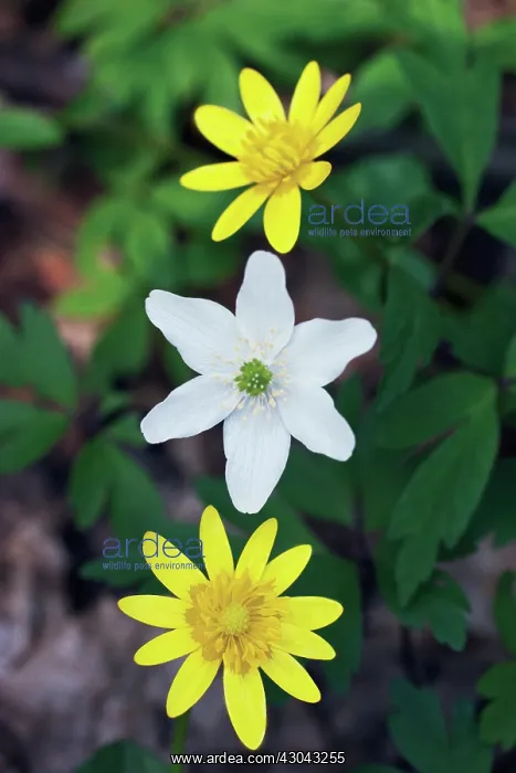 : Lessercelandine : Lessercelandine
