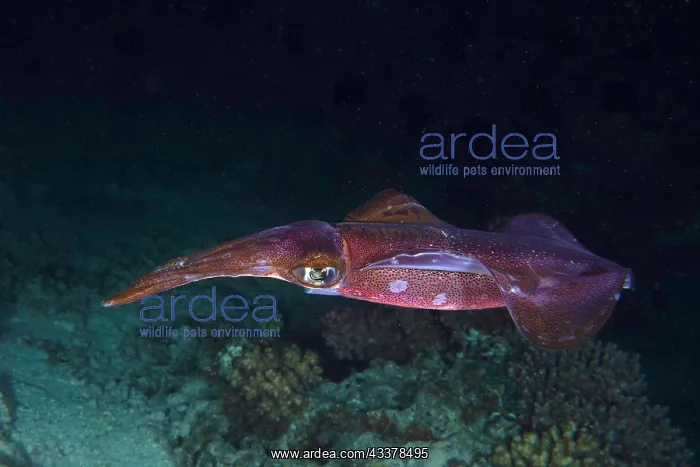 : Lesson's reef squid (Sepiotheutis lessoniana) at : Lesson's reef squid (Sepiotheutis lessoniana) at