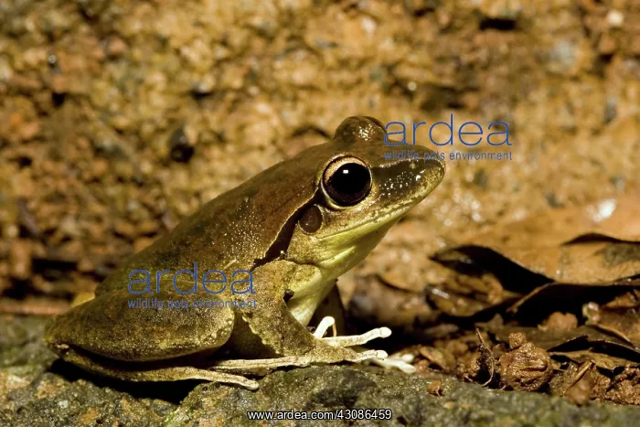 : Lesuer's Frog : Lesuer's Frog