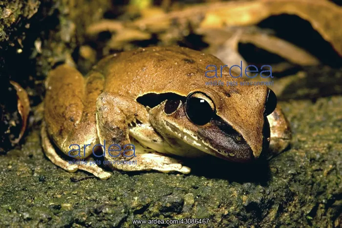 : Lesuer's Frog : Lesuer's Frog