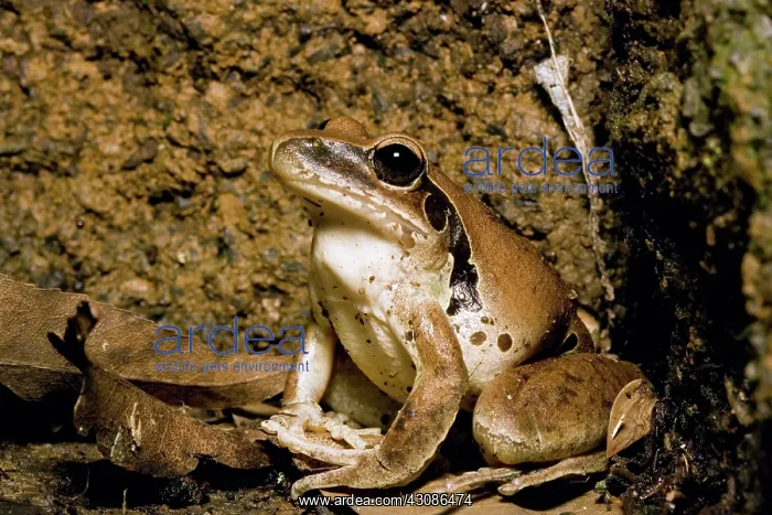 : Lesuer's Frog : Lesuer's Frog