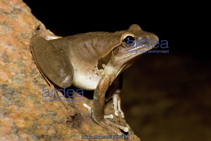 : Lesuer's Frog : Lesuer's Frog