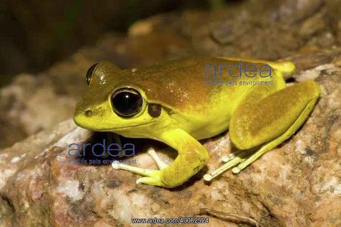 : Lesueur's Frog or Stony Frog : Lesueur's Frog or Stony Frog