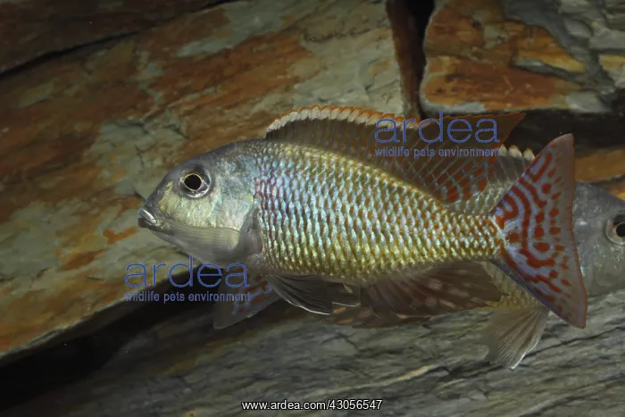 : Lethrinops rounded head male and rock : Lethrinops rounded head male and rock