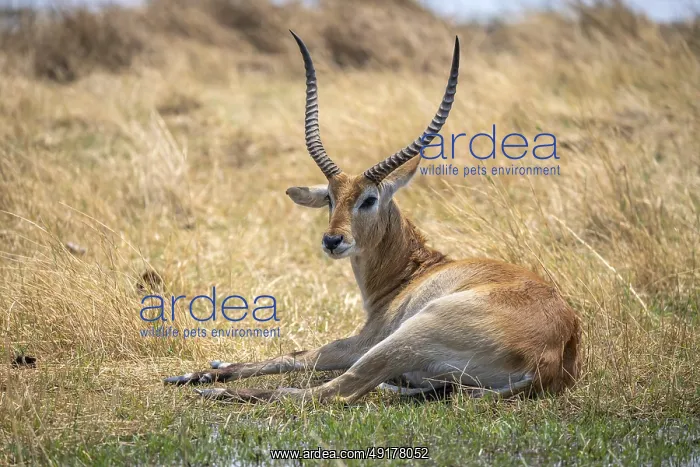 : Letschwe or lychee moor antelope (Kobus leche) : Letschwe or lychee moor antelope (Kobus leche)
