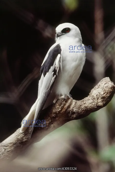 : Letter-winged Kite : Letter-winged Kite