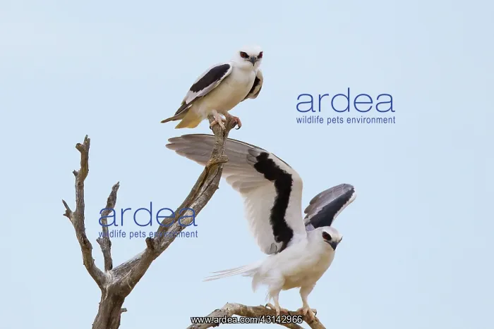 : Letter-winged Kite : Letter-winged Kite