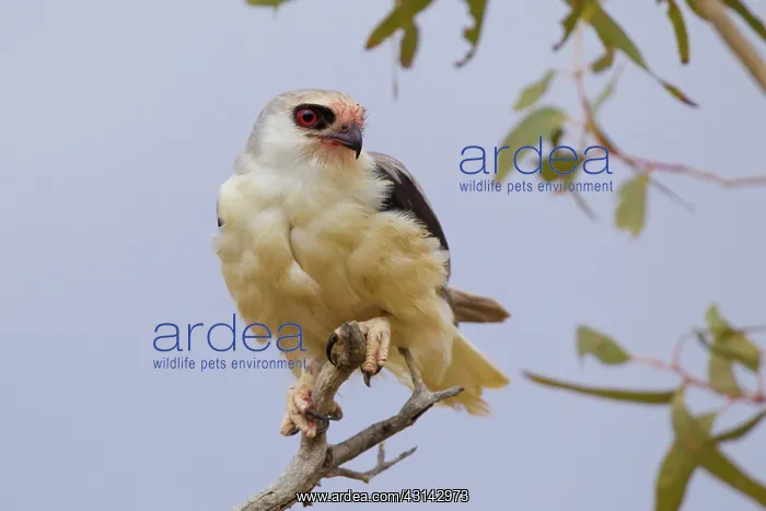 : Letter-winged Kite : Letter-winged Kite