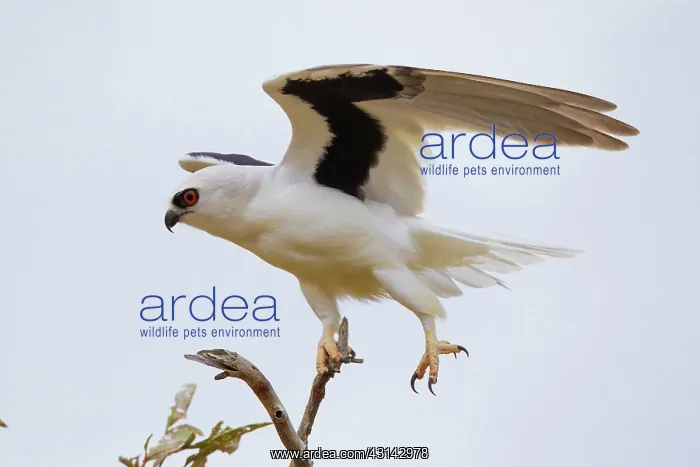 : Letter-winged Kite : Letter-winged Kite