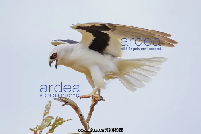 : Letter-winged Kite : Letter-winged Kite