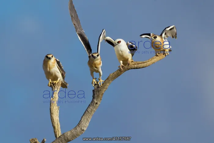 : Letter-winged Kites : Letter-winged Kites