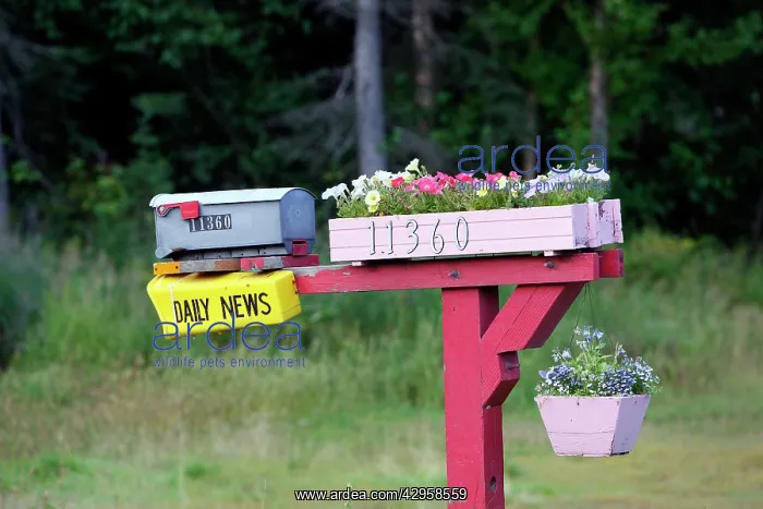 : Letterbox / mailbox and flowerpots : Letterbox / mailbox and flowerpots