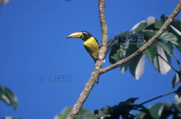 : Lettered Aracari : Lettered Aracari