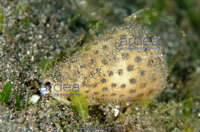 : Lettered Cone Shell siphon exposed Aer Bajo dive : Lettered Cone Shell siphon exposed Aer Bajo dive