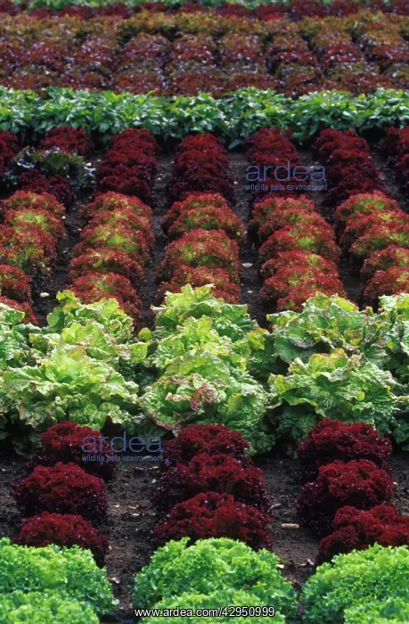 : Lettuce, Lactuca sativa : Lettuce, Lactuca sativa