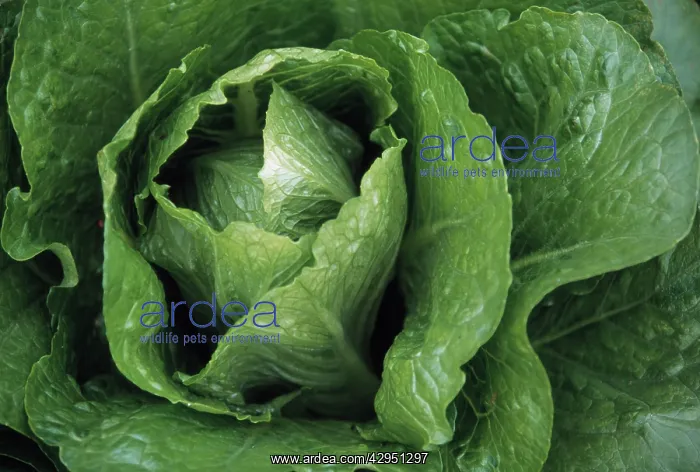 : Lettuce, Lactuca sativa : Lettuce, Lactuca sativa