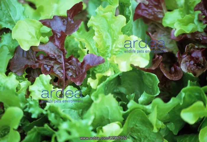 : Lettuce, Lactuca sativa : Lettuce, Lactuca sativa