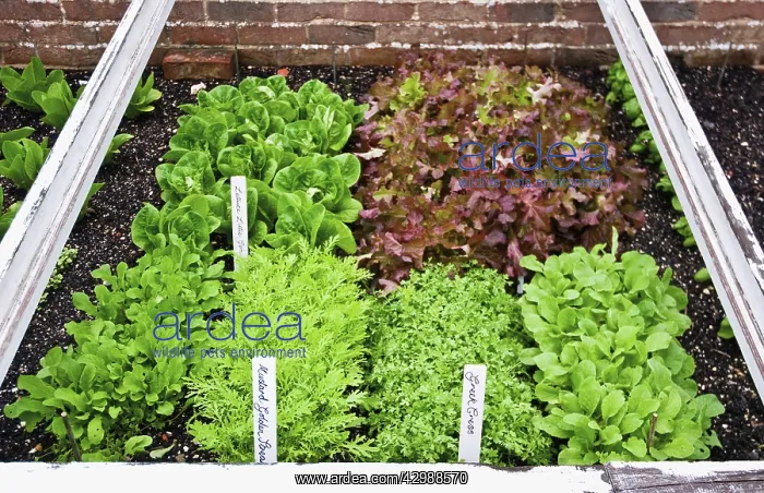: Lettuce : Lettuce