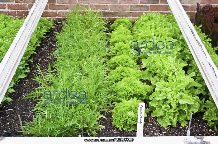 : Lettuce, Lactuca sativa Multy : Lettuce, Lactuca sativa Multy