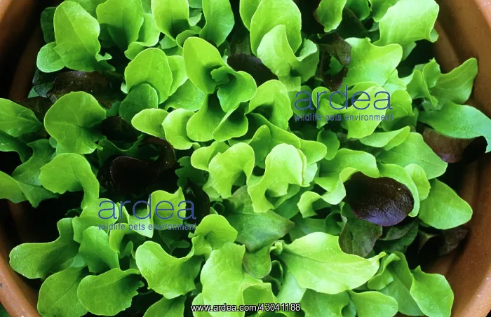 : Lettuce, Lactuca sativa : Lettuce, Lactuca sativa
