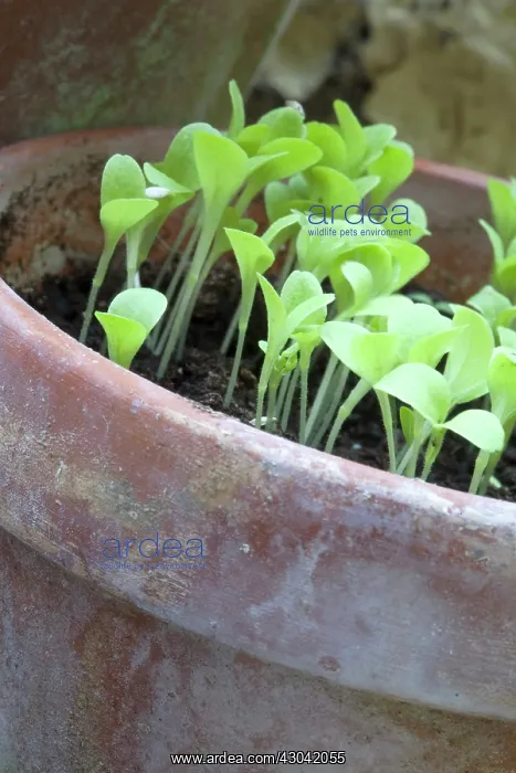 : Lettuce, Lactuca sativa : Lettuce, Lactuca sativa