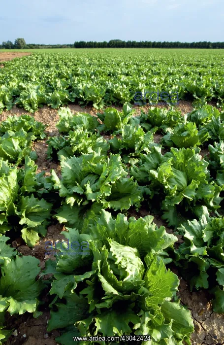 : Lettuce, Lactuca sativa : Lettuce, Lactuca sativa