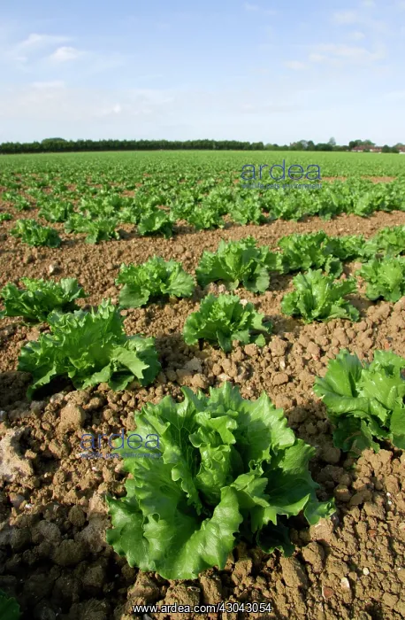 : Lettuce, Lactuca sativa : Lettuce, Lactuca sativa