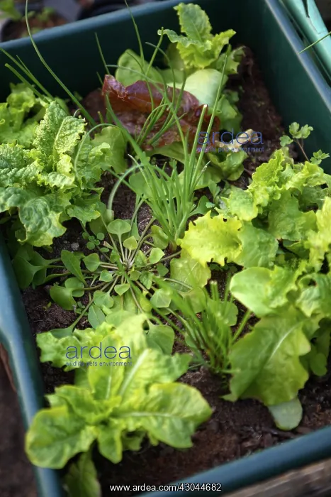 : Lettuce, Lactuca sativa : Lettuce, Lactuca sativa